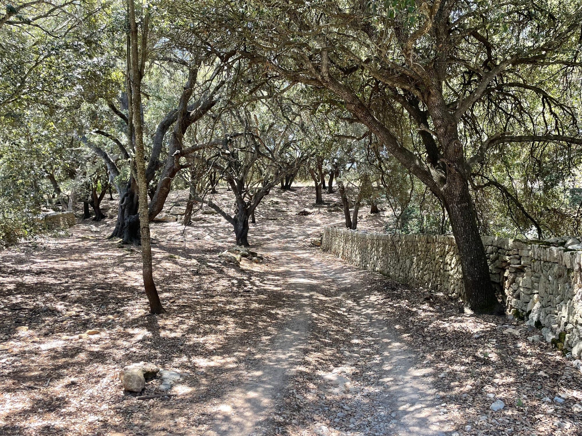 Shaded estate path between dry-stone walls and holm oaks at Can Caramany