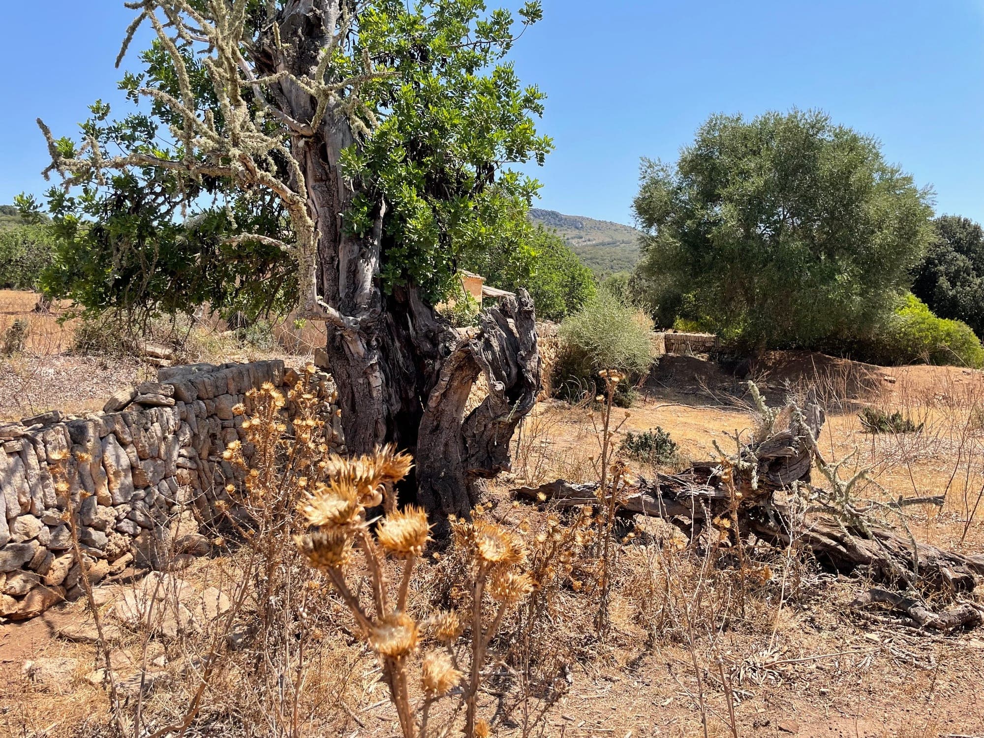 Mature trees and dry-stone walls on the Can Caramany landholding